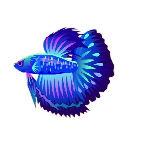 Aqua Splash Betta